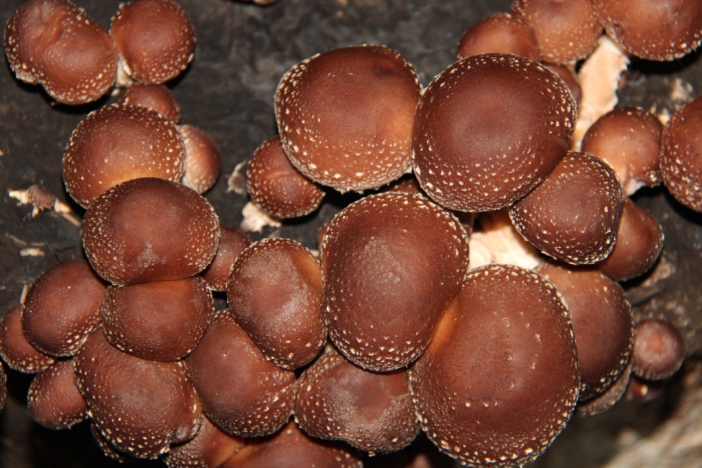 Cogumelos Shitake - Biológicos 